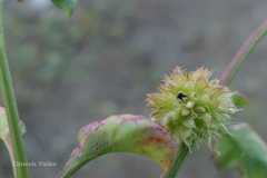 Allmania nodiflora var. roxburghii